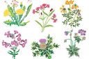 Pochoirs avec jardin et fleurs sauvages - Fleurs sauvages 1