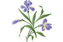 Pochoirs avec jardin et fleurs sauvages - Iris buisson