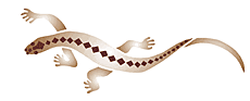 Lézard 2 - pochoir pour la décoration