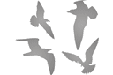 Quatre mouettes - pochoirs avec silhouettes et contours
