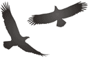 Deux aigles - pochoirs avec silhouettes et contours