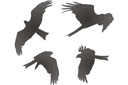 Quatre faucons - pochoirs avec silhouettes et contours