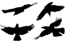 Quatre corbeaux - pochoirs avec silhouettes et contours