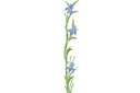 Gros iris - pochoirs avec jardin et fleurs sauvages