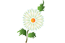 Motif camomille luxuriante - pochoirs avec jardin et fleurs sauvages