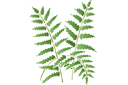 Motif fougère 12 - pochoirs avec feuilles et branches