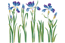 Parterre de fleurs d'iris - pochoirs avec jardin et fleurs sauvages